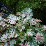 Heuchera hybrid 'Dew Drops'