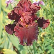 Iris germanica 'Raptor Red' Iris germanica 'Raptor Red'