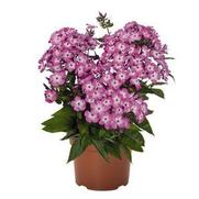 Phlox paniculata 'Flame Pink Eye' Phlox paniculata 'Flame Pink Eye'