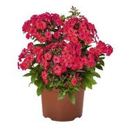 Phlox paniculata 'Flame Watermelon'