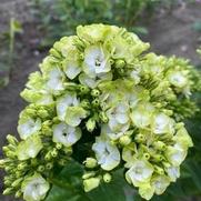 Phlox paniculata 'Orchid Green' Phlox paniculata 'Orchid Green'