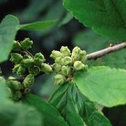 Hamamelis virginiana