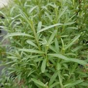 Hippophae rhamnoides 'Sprite' Hippophae rhamnoides 'Sprite'