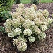 Hydrangea paniculata 'Tiny Quick Fire' Hydrangea paniculata 'Tiny Quick Fire'