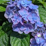 Hydrangea macrophylla 'Endless Summer® Pop Star™'