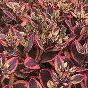 Sedum 'Sun Sparkler Dazzling Dynamite'