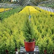 Juniperus communis 'Gold Cone'