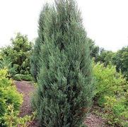Juniperus virg. 'Blue Arrow' Juniperus virg. 'Blue Arrow'