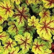 Heucherella hybrid 'Alabama Sunrise' Heucherella hybrid 'Alabama Sunrise'