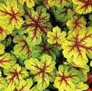 Heucherella hybrid 'Alabama Sunrise'