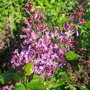 Syringa x. hyacinthiflora 'Purple Glory'