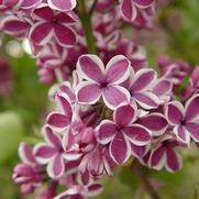 Syringa vulgaris 'Sensation'