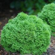 Thuja occidentalis 'Tater Tot' Thuja occidentalis 'Tater Tot'