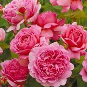 Rosa 'Princess Alexandra of Kent' Rosa 'Princess Alexandra of Kent'