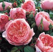 Rosa 'The Alnwick Rose'