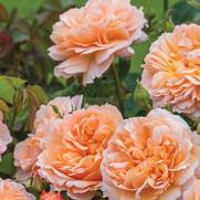 Rosa 'The Lady Gardener'