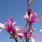 Magnolia liliiflora 'Betty'