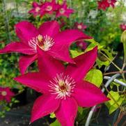 Clematis 'Tekla'