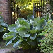 Hosta hybrid 'Abiqua Drinking Gourd'