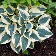 Hosta hybrid 'Blue Ivory'