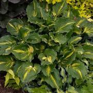 Hosta hybrid 'Lakeside Paisley Print'