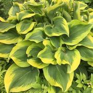 Hosta hybrid 'Atlantis' Hosta hybrid 'Atlantis'