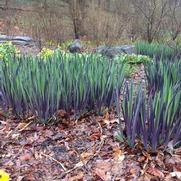 Iris versicolor 'Purple Flame'