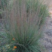 Schizachyrium scoparium 'Blue Heaven'