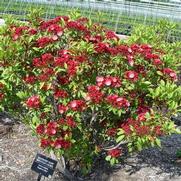 Kalmia latifolia 'Rasberry Glow' Kalmia latifolia 'Rasberry Glow'