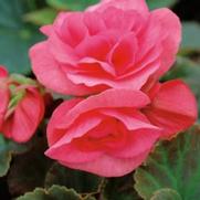 Begonia hybrid 'Solenia Light Pink'