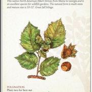 Corylus americana Corylus americana