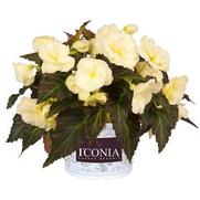 Begonia hybrid 'I'Conia Tweetie Pie'