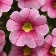 Calibrachoa Cabaret 'Strawberry Parfait' Calibrachoa Cabaret 'Strawberry Parfait'