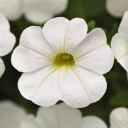 Calibrachoa Cabaret 'White Bright Improved' Calibrachoa Cabaret 'White Bright Improved'