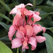 Canna Cannova 'Mango' Canna Cannova 'Mango'