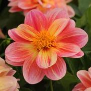 Dahlia hybrid 'Dalaya Pink Lemon'