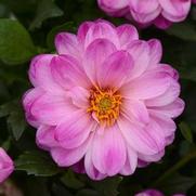 Dahlia hybrid 'Dalaya Pink White'