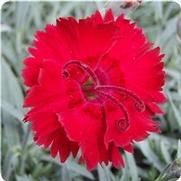 Dianthus gratianopolitanus 'Red Beauty' Dianthus gratianopolitanus 'Red Beauty'