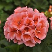 Geranium Zonal 'Presto Salmon' Geranium Zonal 'Presto Salmon'