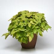 Ipomoea batatas 'Solar Power Lime Heart' Ipomoea batatas 'Solar Power Lime Heart'
