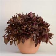 Ipomoea batatas 'Solar Power Red' Ipomoea batatas 'Solar Power Red'