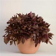 Ipomoea batatas 'Solar Power Red'