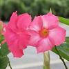 Mandevilla Sun Parasol 'Giant Dark Pink' Mandevilla Sun Parasol 'Giant Dark Pink'