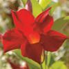 Mandevilla Sun Parasol 'Crimson' Mandevilla Sun Parasol 'Crimson'