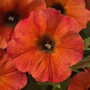Petunia hybrid 'Petchoa Supercal Prem Cinnamon'