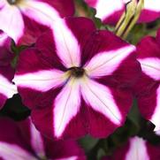 Petunia hybrid 'Cannonball Burgundy Star'