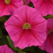 Petunia hybrid 'Cannonball Pink' Petunia hybrid 'Cannonball Pink'