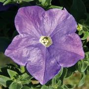 Petunia hybrid 'Headliner Sky Blue'