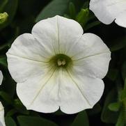 Petunia hybrid 'Headliner White' Petunia hybrid 'Headliner White'