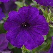 Petunia hybrid 'Sureshot Dark Blue'